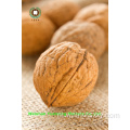 Voedsel voor Longevity Chinese Walnut Kernels Lichte stukken